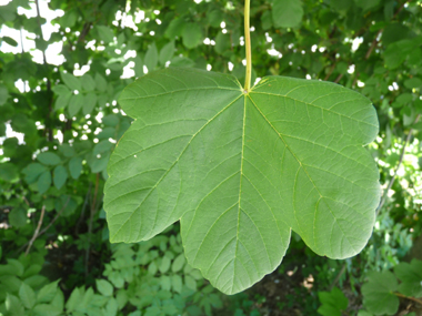 Feuilles opposées en coeur à la base et comportant 5 à 7 lobes obtus. Agrandir dans une nouvelle fenêtre (ou onglet)